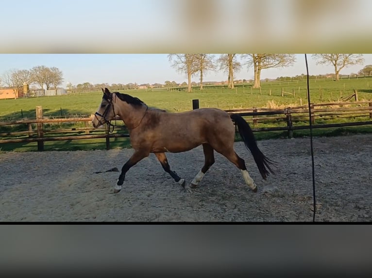NRPS Mare 4 years 13,3 hh Dun in Goch