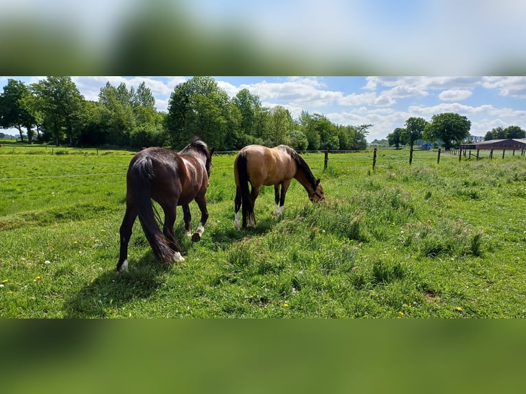 NRPS Mare 4 years 13,3 hh Dun in Goch