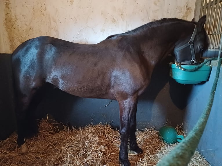 NRPS Mare 4 years 14,1 hh Black in Meerlo