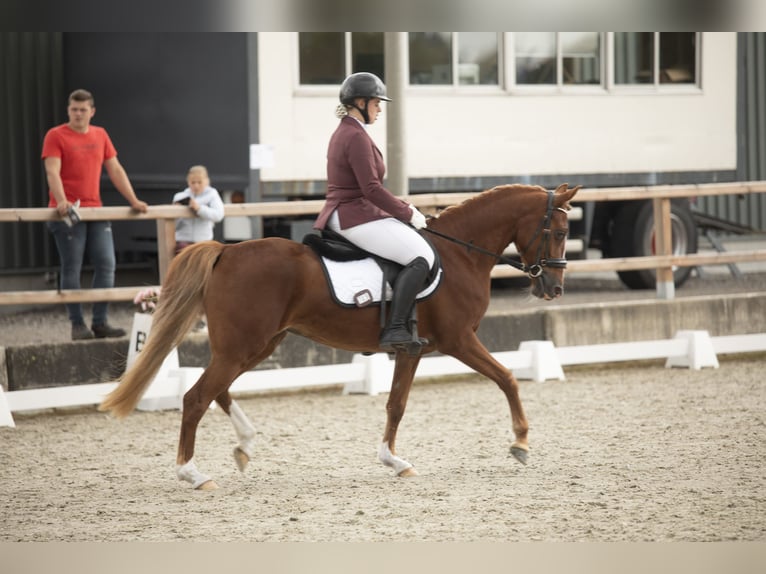 NRPS Mare 4 years 14,1 hh Chestnut-Red in Wilsum