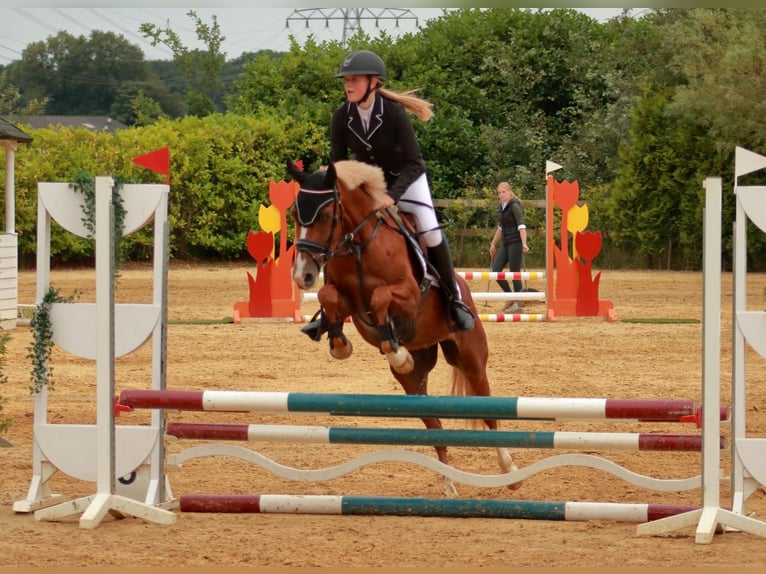 NRPS Mare 4 years 14,1 hh Chestnut-Red in Wilsum