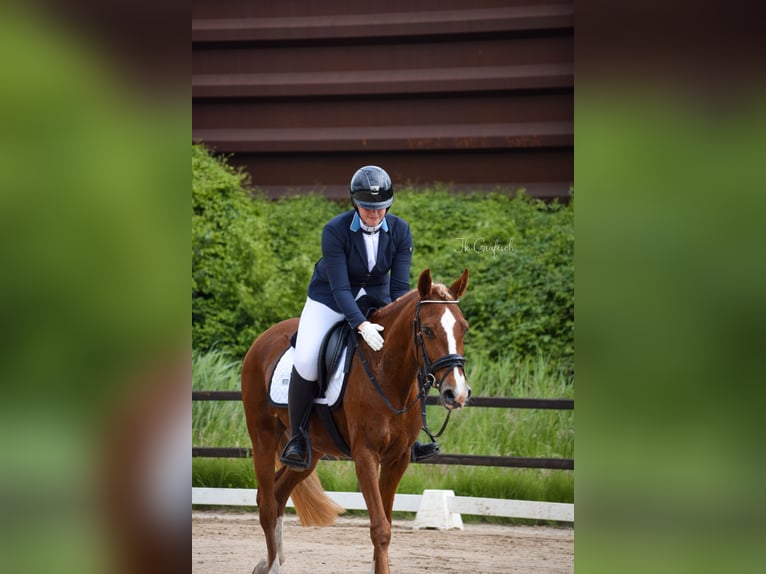 NRPS Mare 4 years 14,1 hh Chestnut-Red in Wilsum