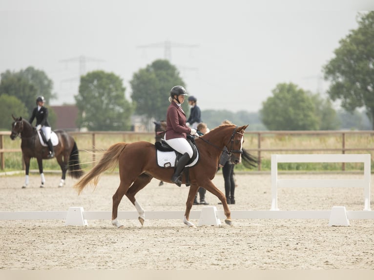 NRPS Mare 4 years 14,1 hh Chestnut-Red in Wilsum