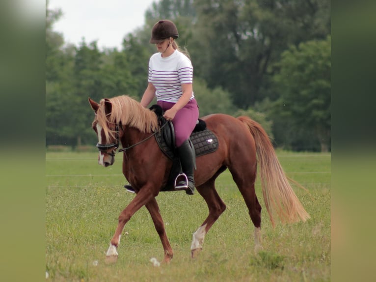 NRPS Mare 4 years 14,1 hh Chestnut-Red in Wilsum