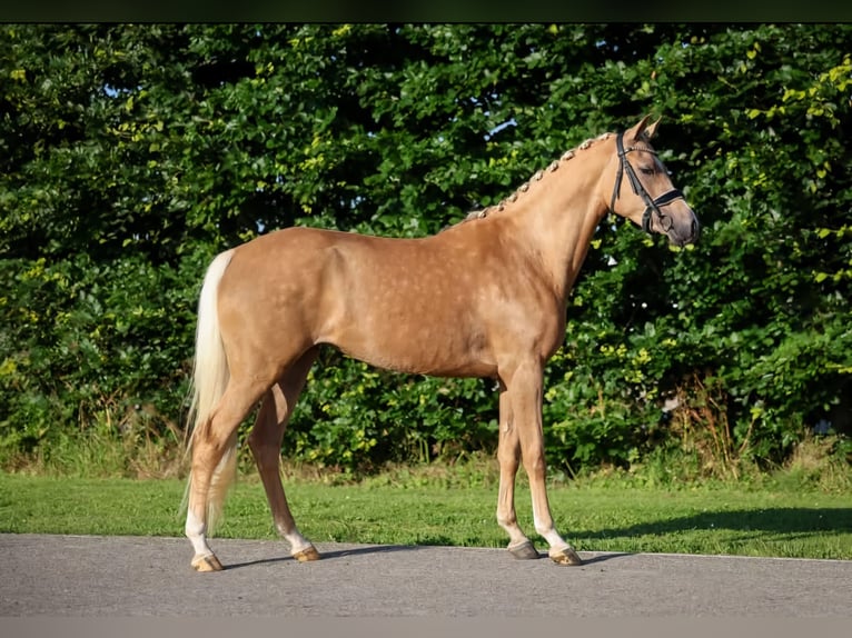 NRPS Mare 4 years 14,2 hh Palomino in Sint Hubert