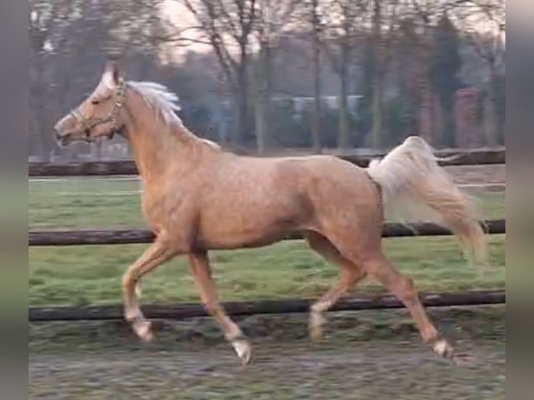 NRPS Mare 4 years 14,2 hh Palomino in Sint Hubert