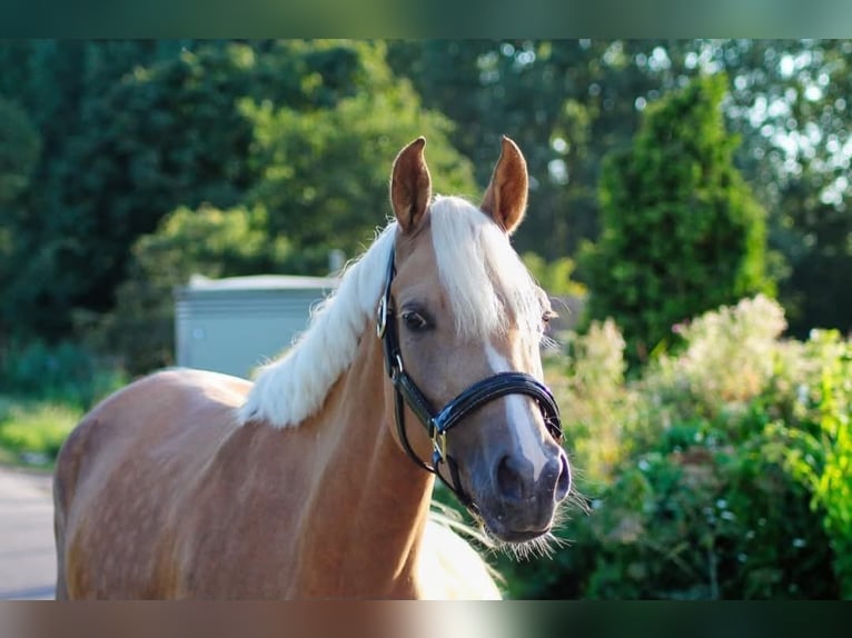 NRPS Mare 4 years 14,2 hh Palomino in Sint Hubert