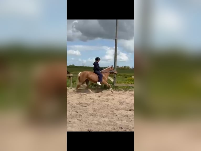 NRPS Mare 4 years 14 hh Chestnut-Red in Grootschermer