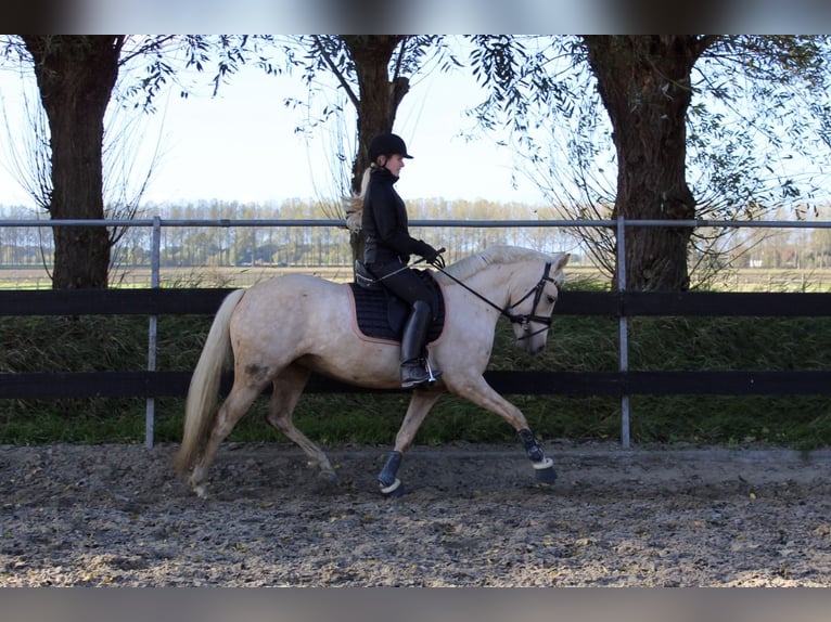 NRPS Mix Mare 4 years 14 hh Palomino in Hellevoetsluis