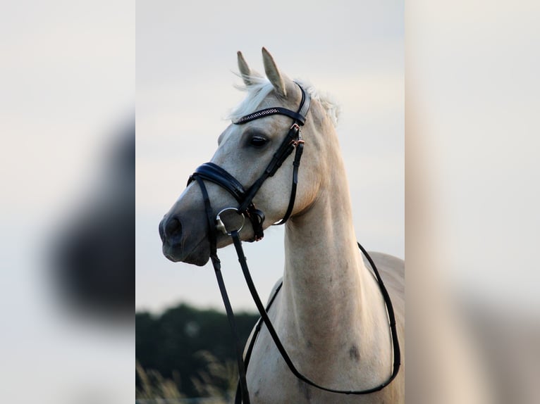 NRPS Mix Mare 4 years 14 hh Palomino in Hellevoetsluis