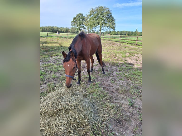 NRPS Mare 4 years 14,1 hh Brown in Zolder