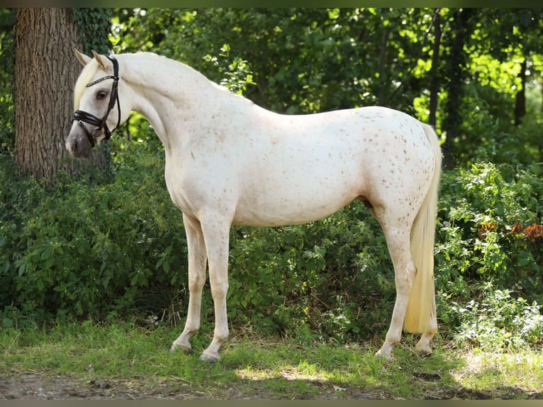 NRPS Mare 4 years 14,2 hh Leopard-Piebald in Aalten
