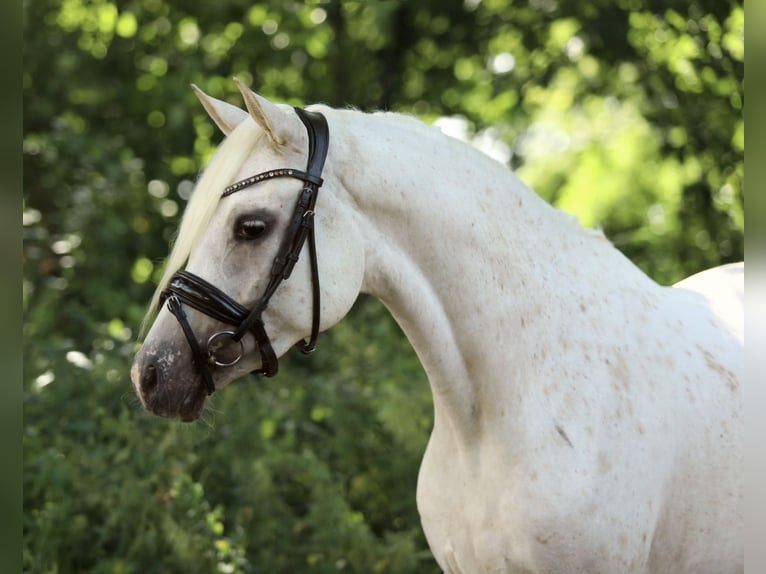 NRPS Mare 4 years 14,2 hh Leopard-Piebald in Aalten