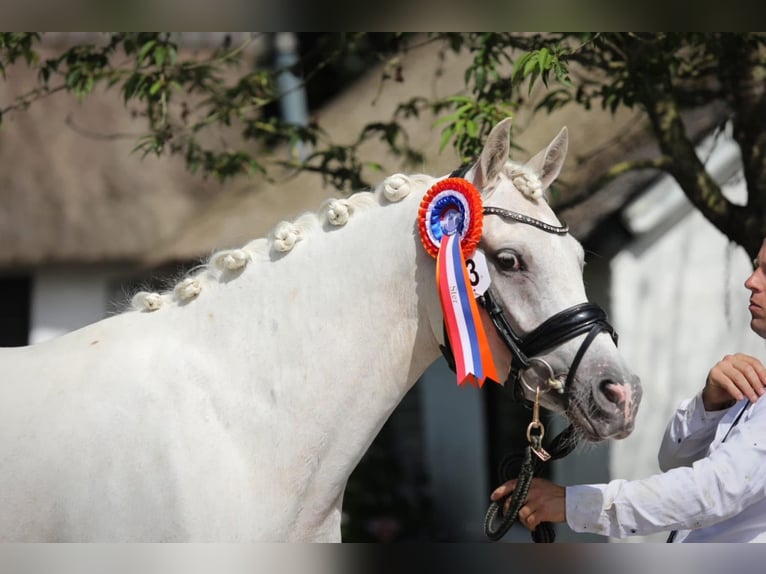 NRPS Mare 4 years 14,2 hh Leopard-Piebald in Aalten