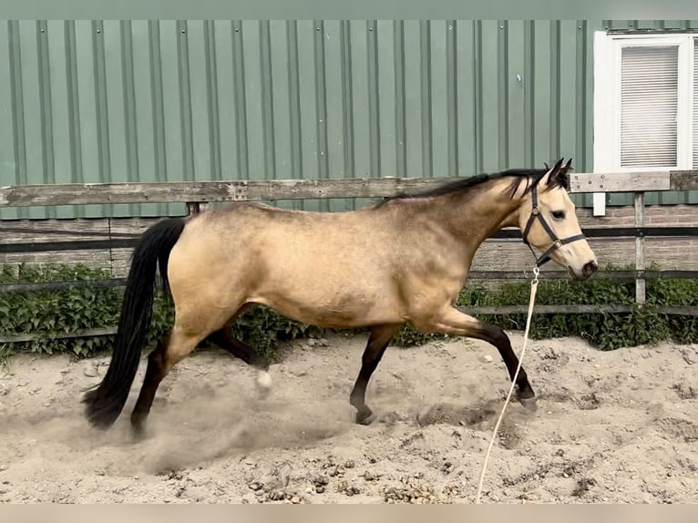 NRPS Mare 4 years 15.2 hh Buckskin in Barneveld