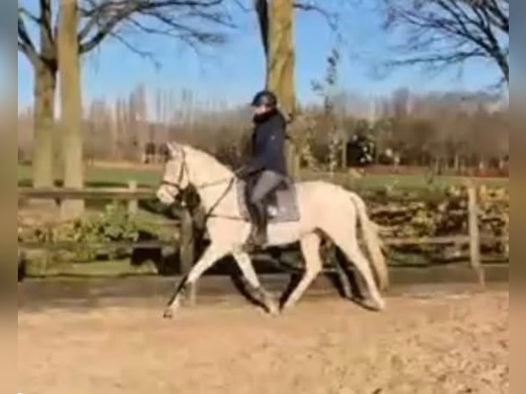 NRPS Mare 4 years 15 hh Cremello in Helvoirt