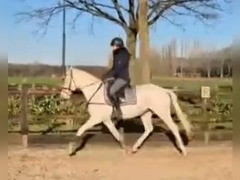 NRPS Mare 4 years 15 hh Cremello in Helvoirt