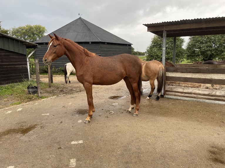 NRPS Mare 4 years 15,2 hh Chestnut-Red in Epe