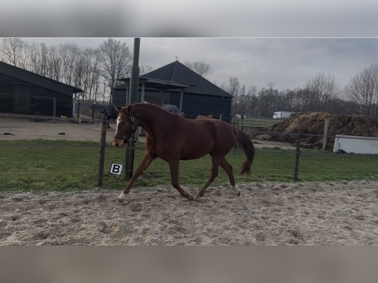 NRPS Mare 4 years 15,2 hh Chestnut-Red in Epe