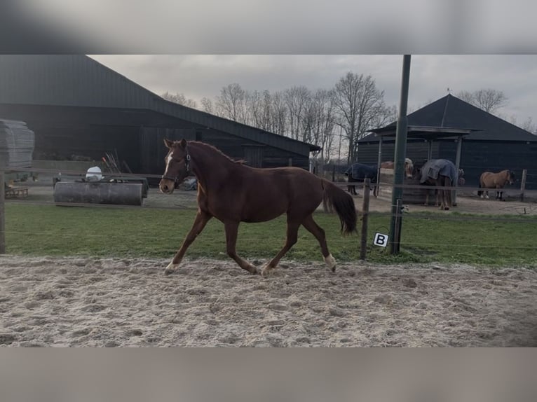 NRPS Mare 4 years 15,2 hh Chestnut-Red in Epe