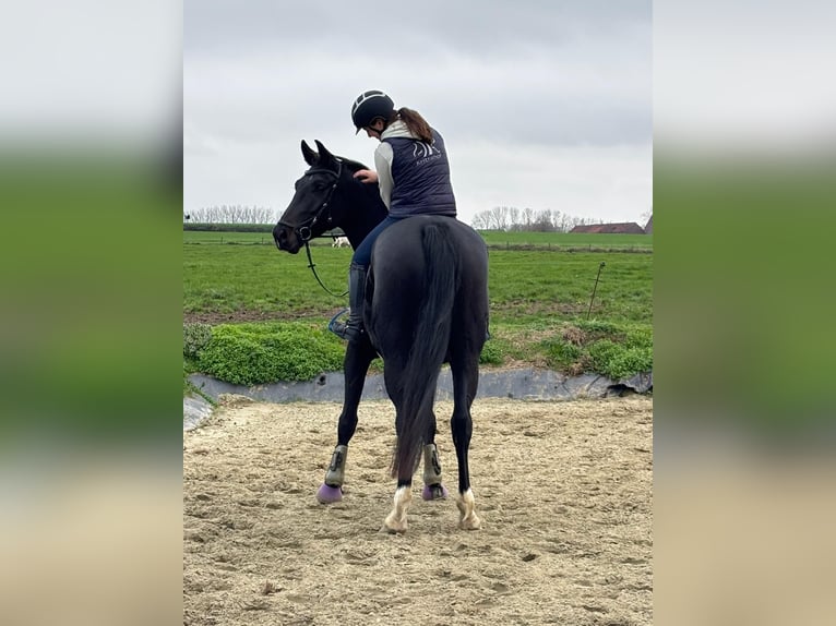 NRPS Mare 4 years 16.2 hh Bay-Dark in Herne