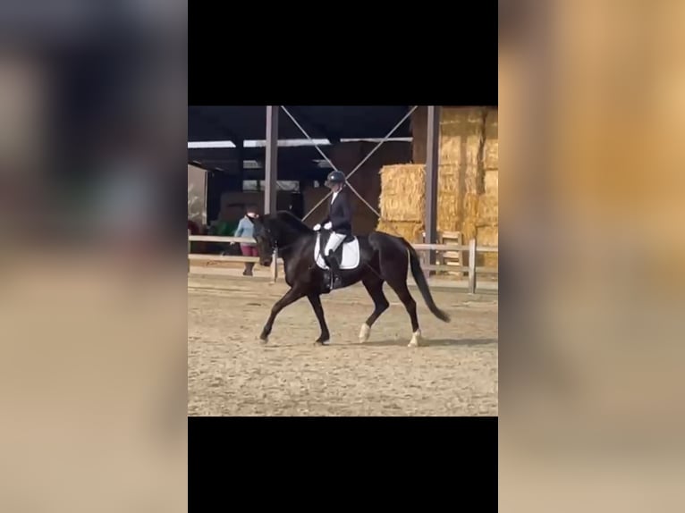 NRPS Mare 4 years 16.2 hh Bay-Dark in Herne
