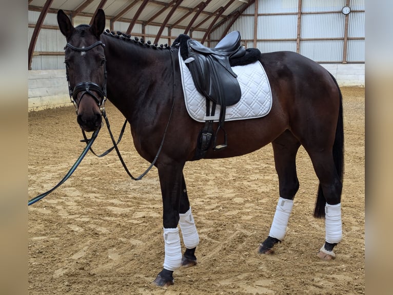 NRPS Mare 4 years 16 hh Bay-Dark in Wuppertal