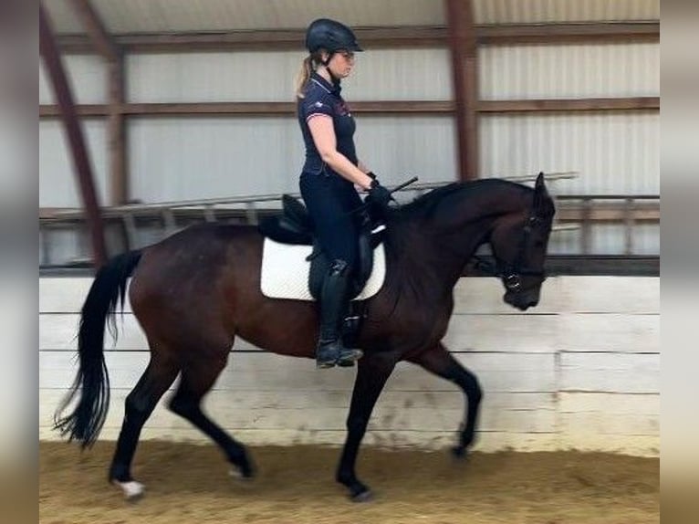 NRPS Mare 4 years 16 hh Bay-Dark in Wuppertal