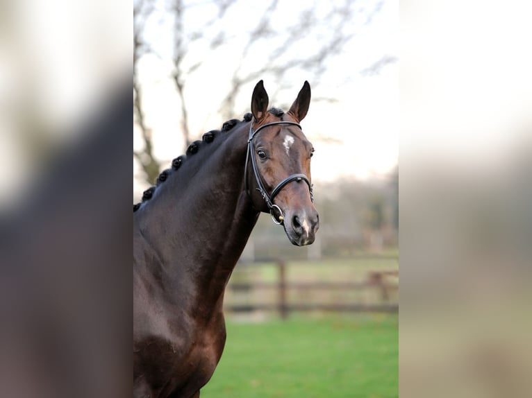 NRPS Mare 4 years 16 hh Chestnut-Red in Uddel