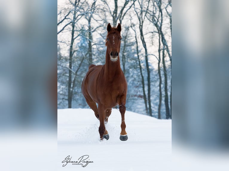 NRPS Mare 4 years 16 hh Chestnut-Red in Uddel