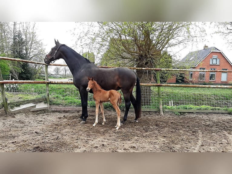 NRPS Mare 4 years 16 hh Chestnut-Red in Wormer