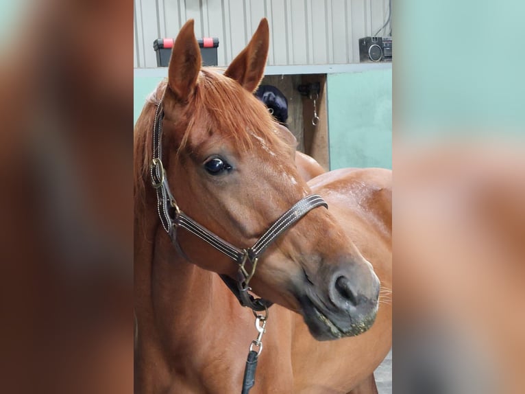 NRPS Mare 4 years 16 hh Chestnut-Red in Wormer