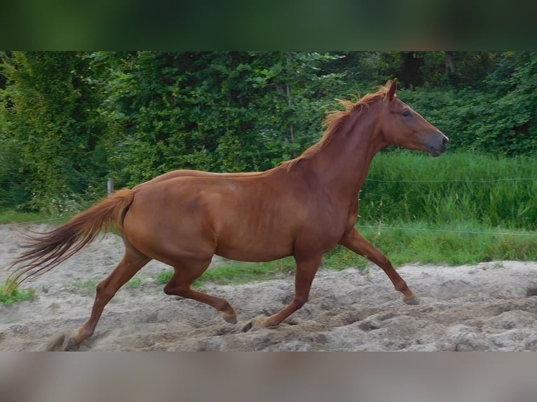 NRPS Mare 4 years 16 hh Chestnut-Red in Wormer