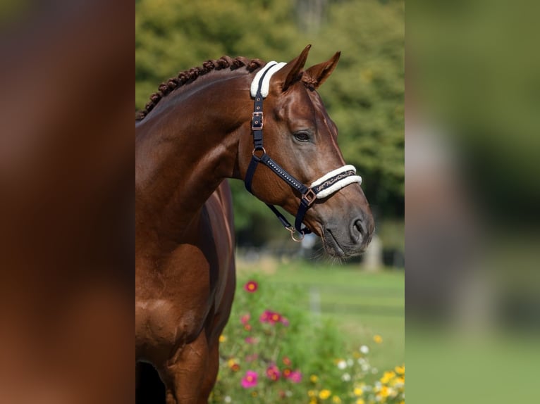 NRPS Mare 4 years 16 hh Chestnut-Red in Wormer