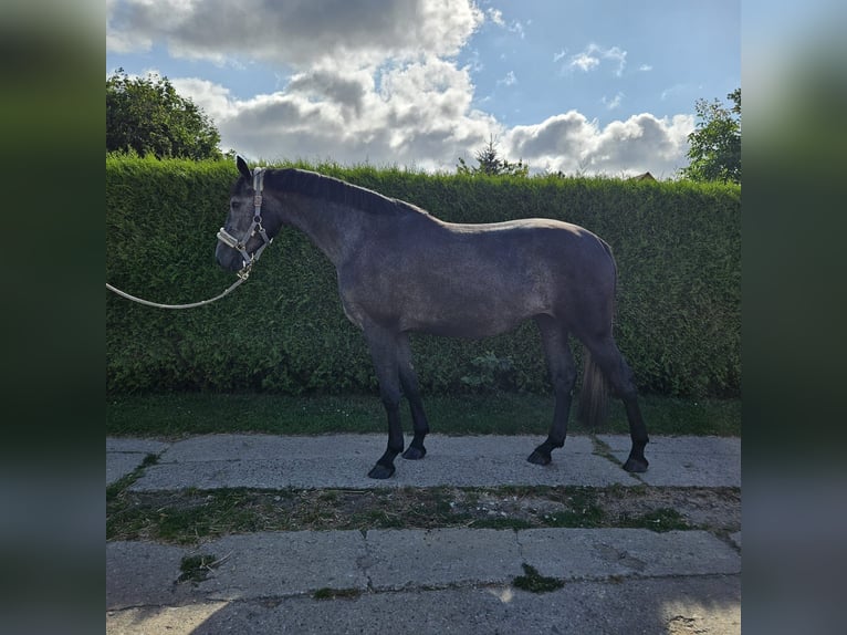 NRPS Mare 4 years 16 hh Gray-Dark-Tan in Dersekow