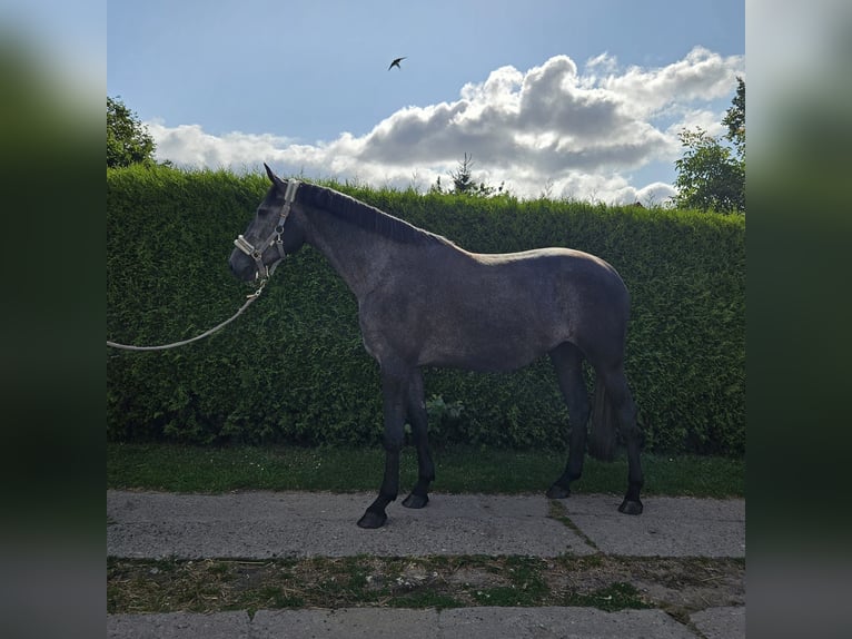 NRPS Mare 4 years 16 hh Gray-Dark-Tan in Dersekow