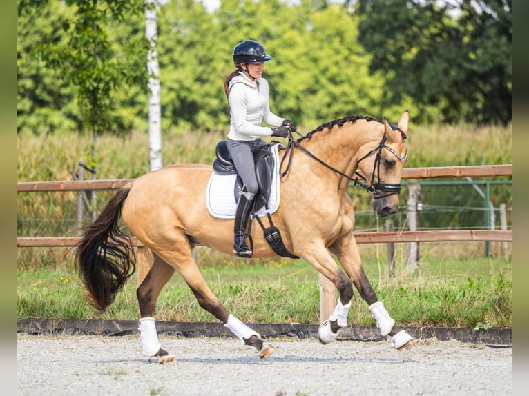 NRPS Mare 4 years 17 hh Buckskin in Etten-Leur
