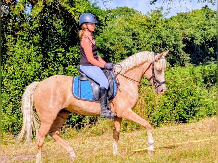 NRPS Mare 5 years 13.3 hh Palomino in Wachtum