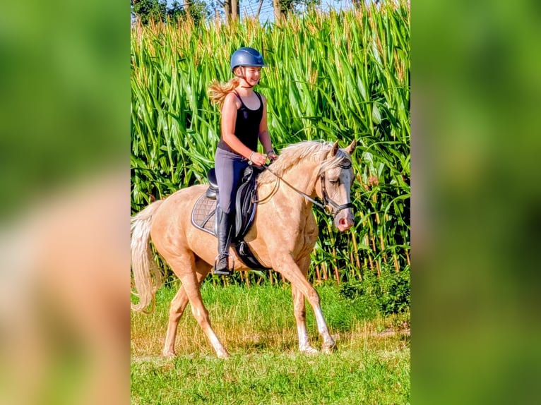 NRPS Mare 5 years 13.3 hh Palomino in Wachtum