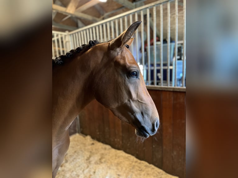 NRPS Mare 5 years 13,3 hh Brown in Hattemerbroek