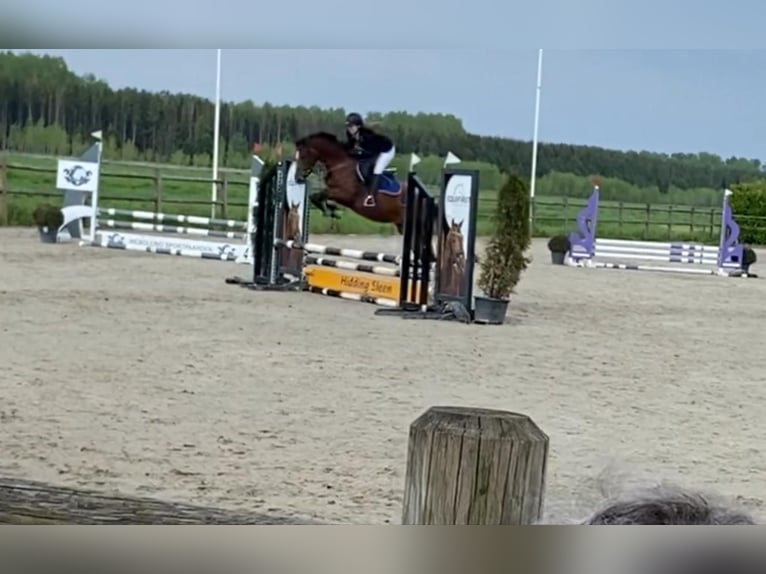 NRPS Mare 5 years 14,1 hh Brown in Geesteren ov