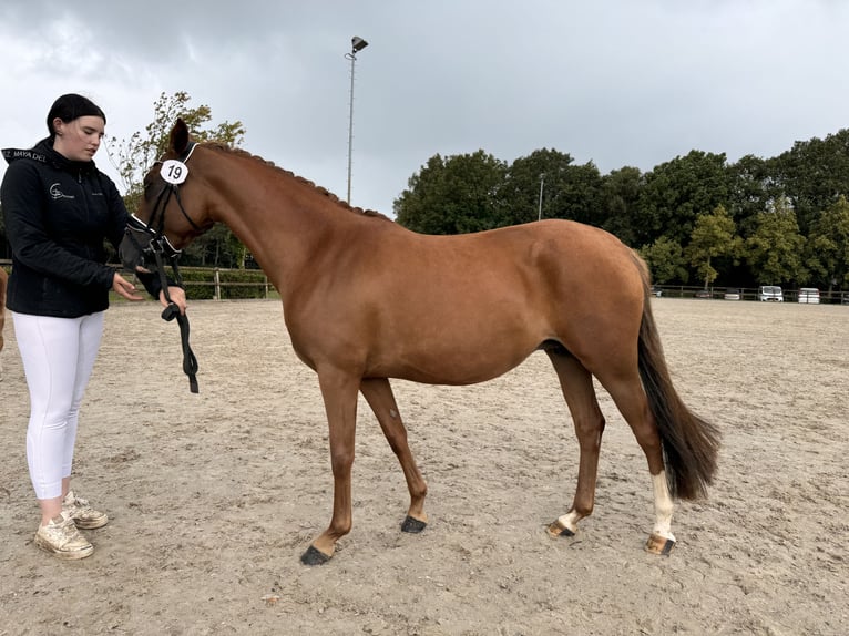 NRPS Mare 5 years 14 hh Chestnut-Red in sint michielsgestel