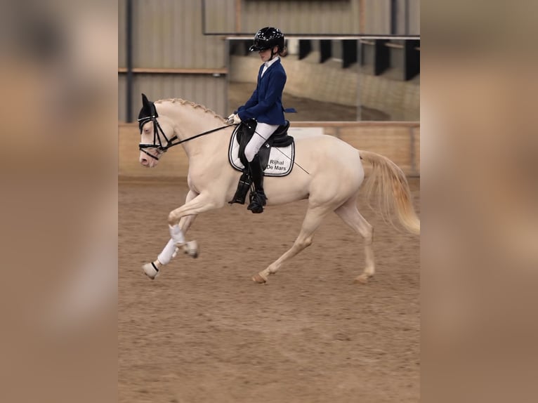 NRPS Mare 5 years 14 hh Perlino in Dalen