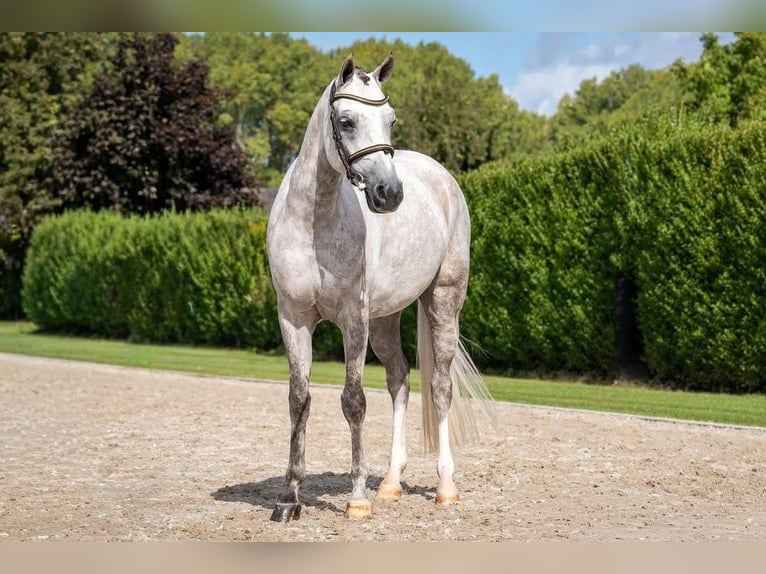 NRPS Mare 5 years 14,1 hh Grey in Hegelsom