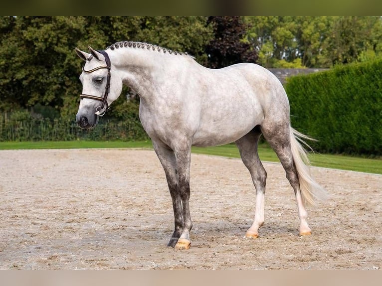 NRPS Mare 5 years 14,1 hh Grey in Hegelsom