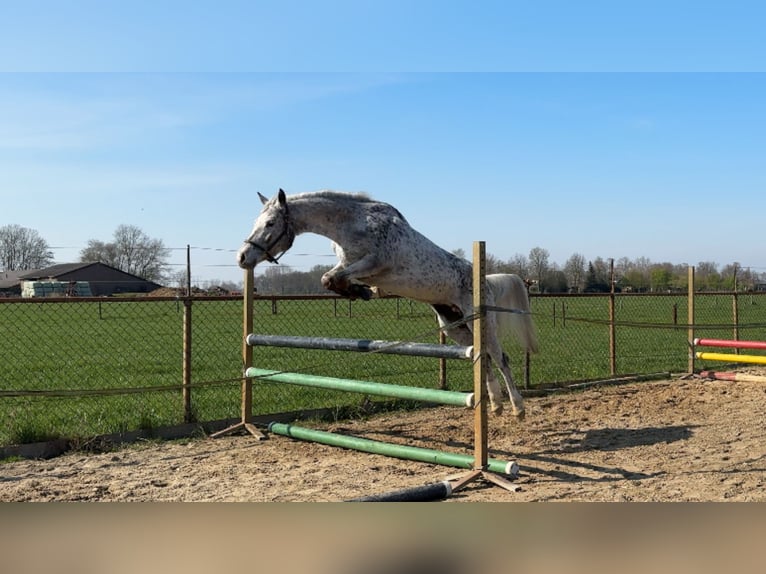 NRPS Mare 5 years 14,1 hh Leopard-Piebald in Kaatsheuvel