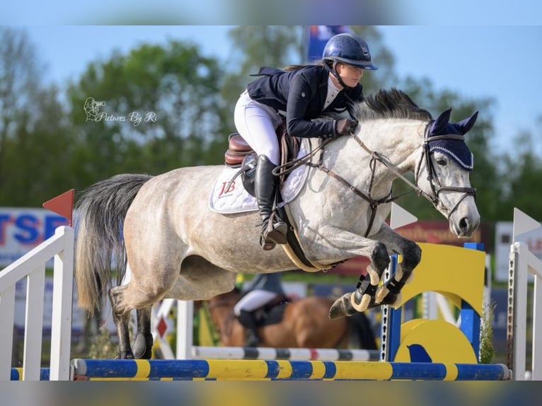 NRPS Mare 5 years 16.1 hh Grey in Augustinusga