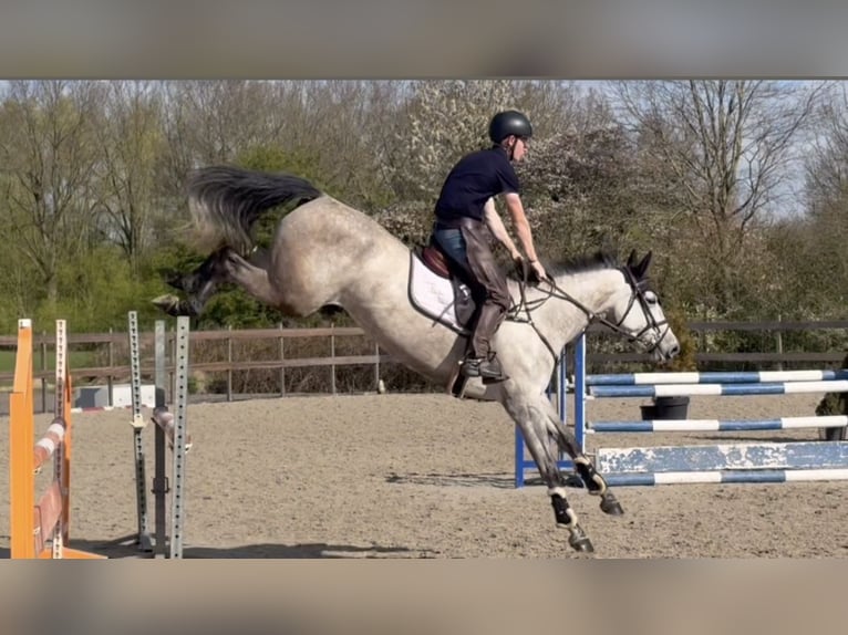 NRPS Mare 5 years 16.1 hh Grey in Augustinusga