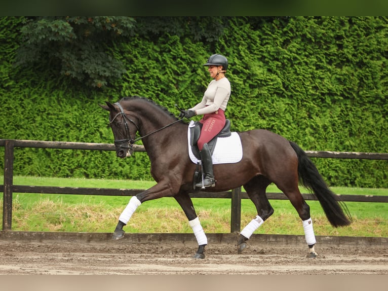 NRPS Mare 5 years 16,2 hh Black in Biddinghuizen