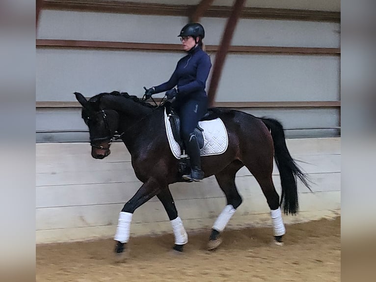 NRPS Mare 5 years 16 hh Bay-Dark in Wuppertal